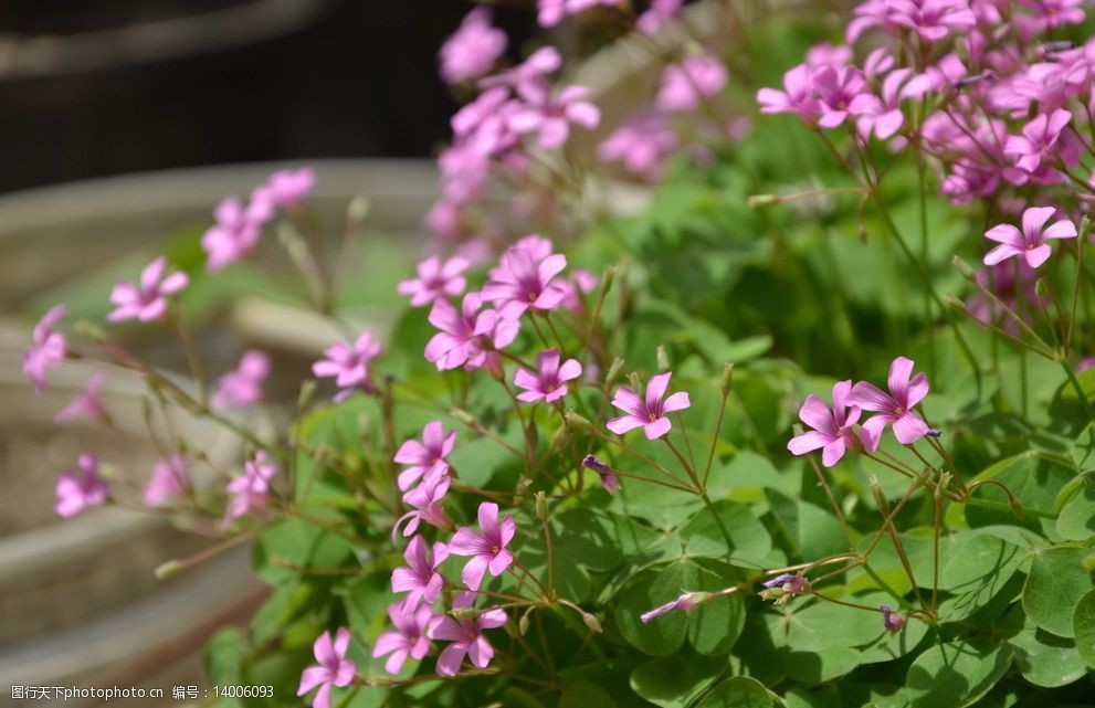 关键词:粉色小花 小花 绿色 阳光 摄影 生物世界 花草 春天 生命 300