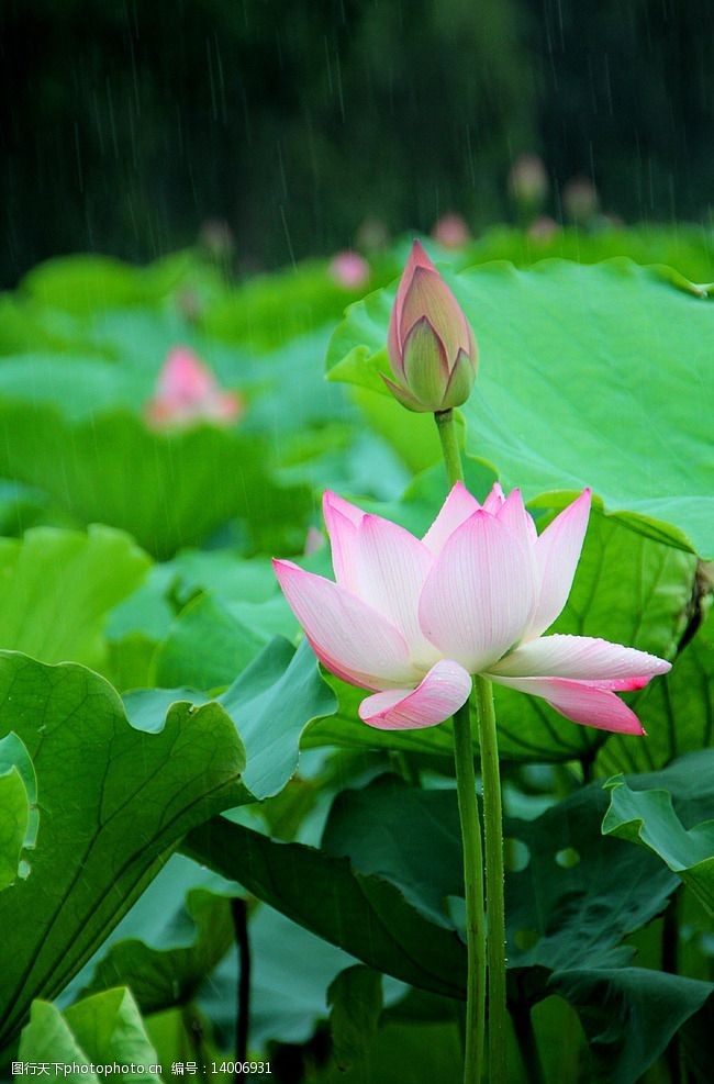 关键词:下雨荷 荷花 雨中 洪湖公园 荷叶 莲子 摄影 生物世界 花草 72