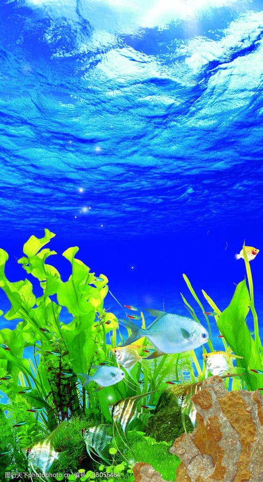 关键词:海底世界 海底 鱼缸造景 唯美 海底生物 海底素材 设计 生物