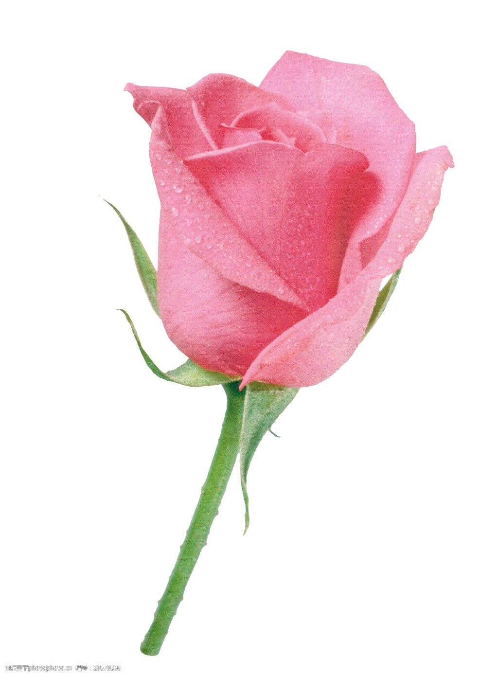 一朵有水珠的玫瑰花透明png素材
