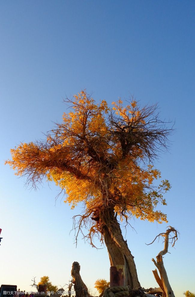 胡杨林风光图片