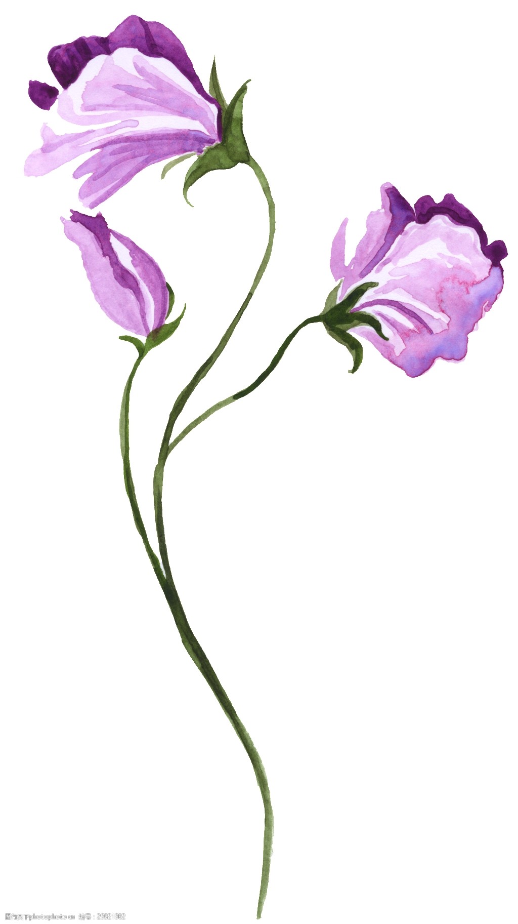 水彩手绘紫色花卉透明装饰素材