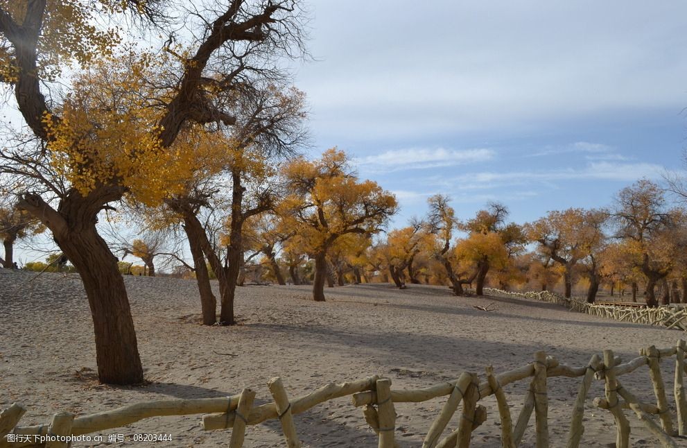 胡杨林风光图片