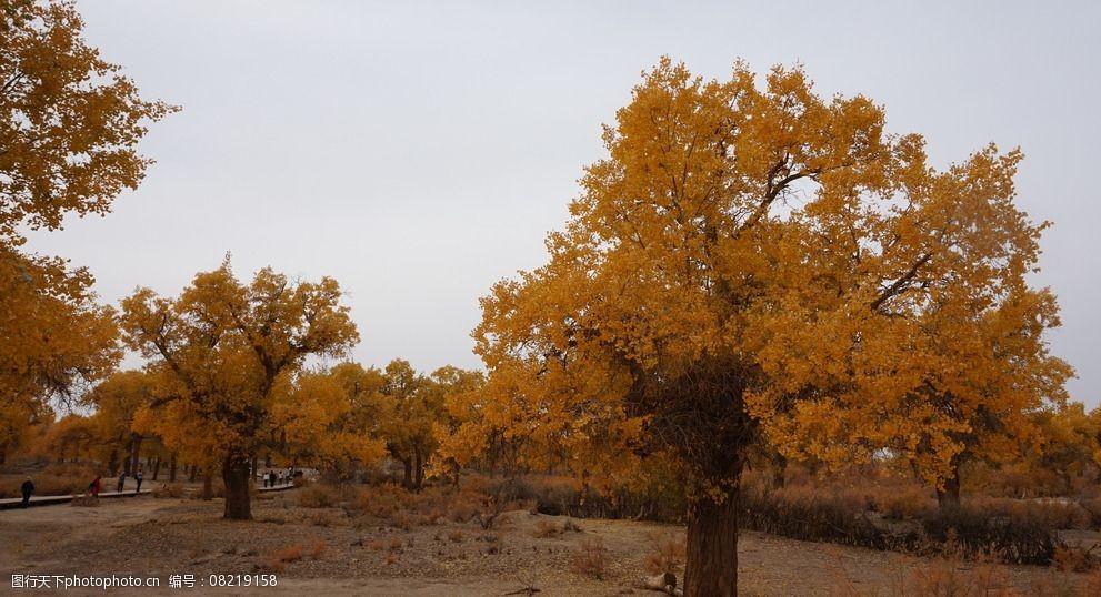 胡杨林风光图片