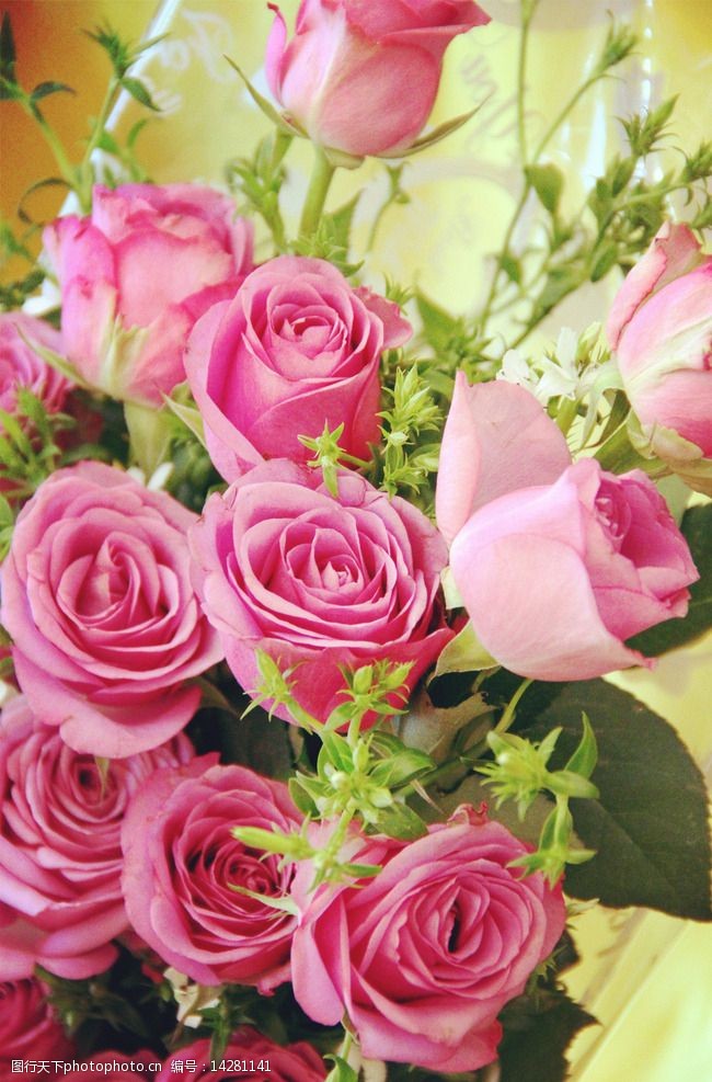关键词:粉色玫瑰 粉色 玫瑰花 情人节 供花 花束 摄影 生物世界 花草