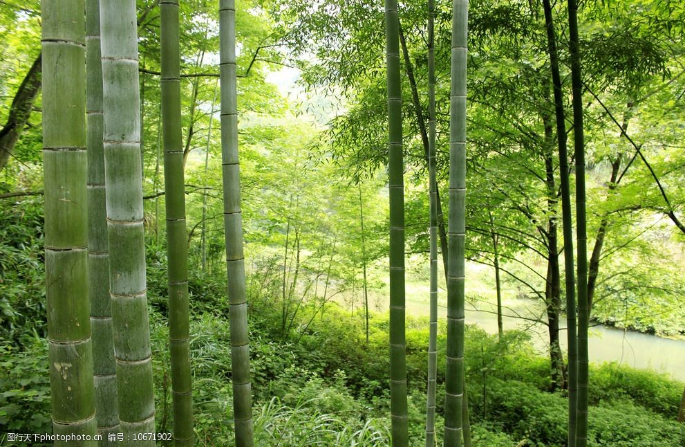 山坡小竹林图片