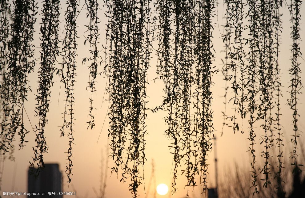 关键词:夕阳垂柳 夕阳 垂柳 傍晚 黄色 美丽 摄影 自然景观 田园风光