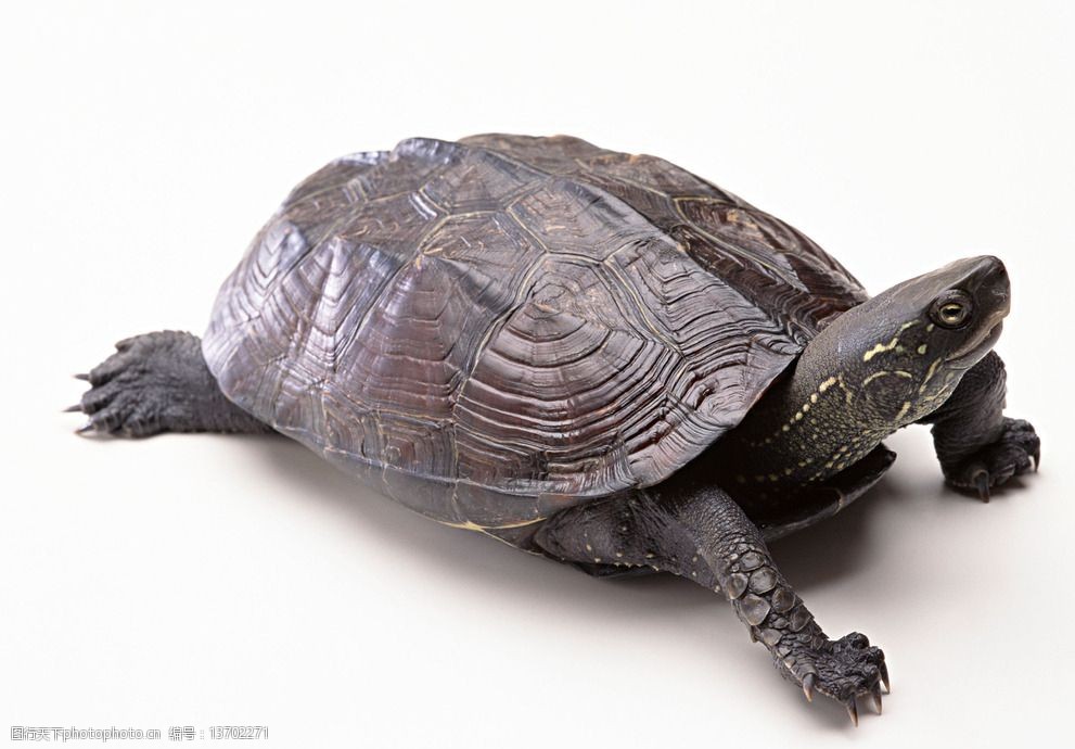关键词:龟 乌龟 动物 龟照片 金钱龟 鳄龟 摄影 生物世界 野生动物