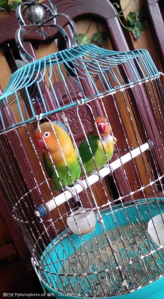 笼中鸟图片