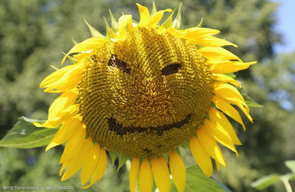 关键词:向日葵 太阳花 植物 园林绿化 绿化景观 观赏 花草 花儿 花朵