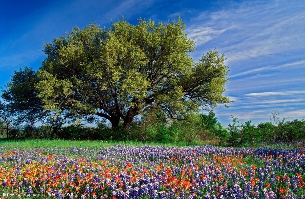 关键词:大树 花丛 美景 自然 春 摄影 自然景观 自然风景 72dpi jpg