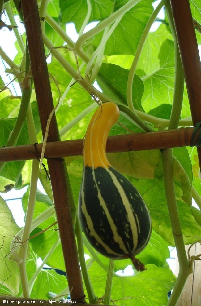 关键词:龙凤瓢 龙凤南瓜 爬藤植物 温室 无土栽培 缠绕植物 已成熟