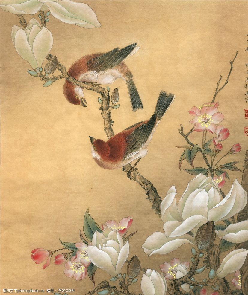 古风类花鸟工笔画玉兰山雀