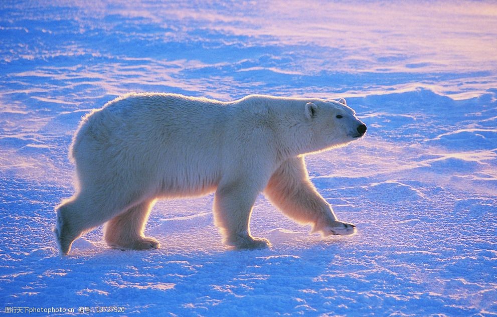设计图库 生物世界 野生动物   上传: 2014-9-28 大小: 6.