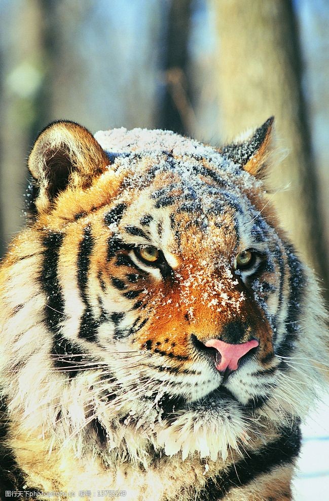 關鍵詞:動物世界 動物 動物園 老虎 虎 攝影 生物世界 野生動物 304