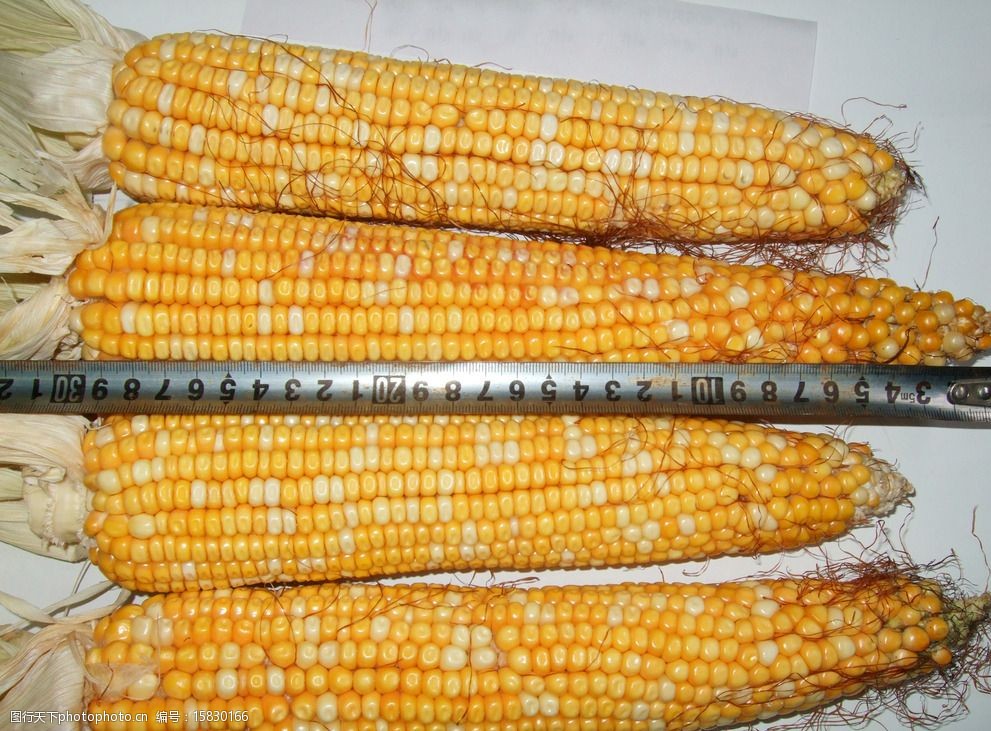 超长玉米特写图片图片-图行天下图库