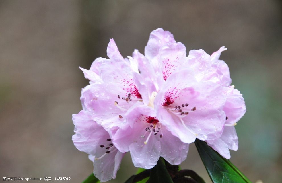野生杜鹃花图片图片-图行天下图库