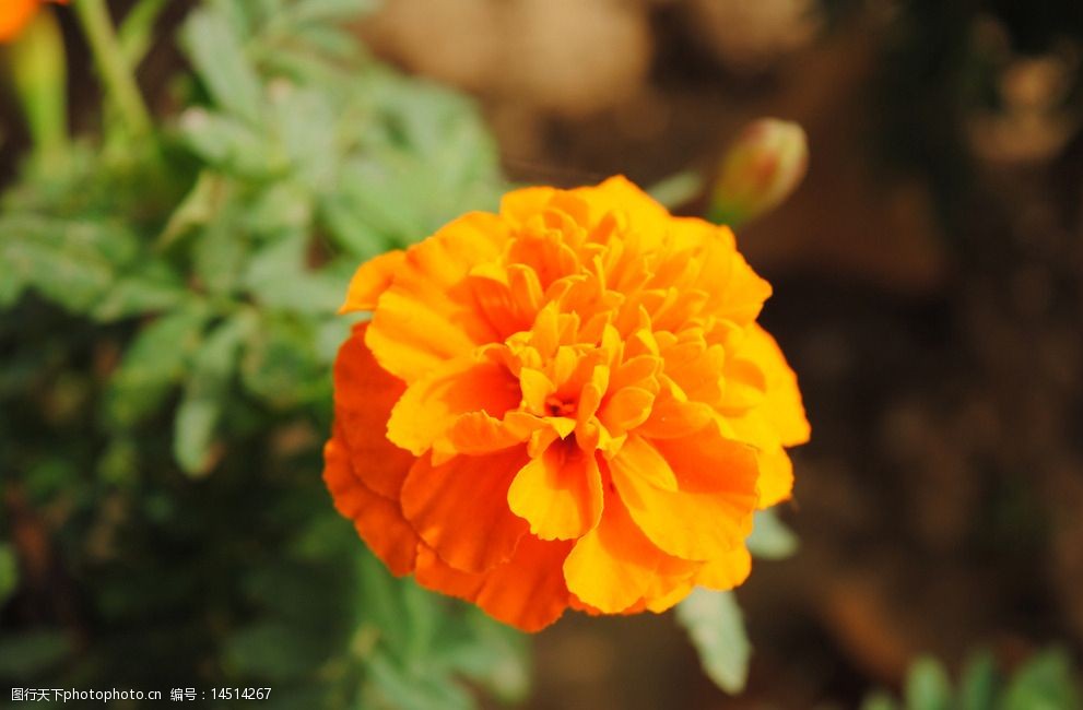 孔雀草万寿菊植物图片