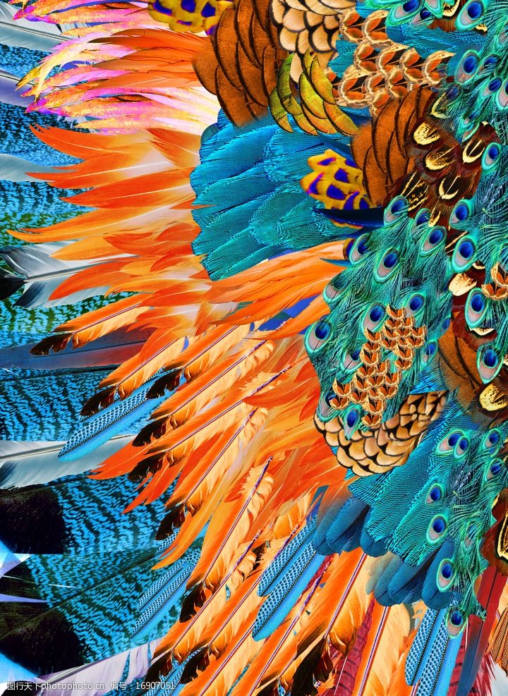 孔雀羽毛素材图片
