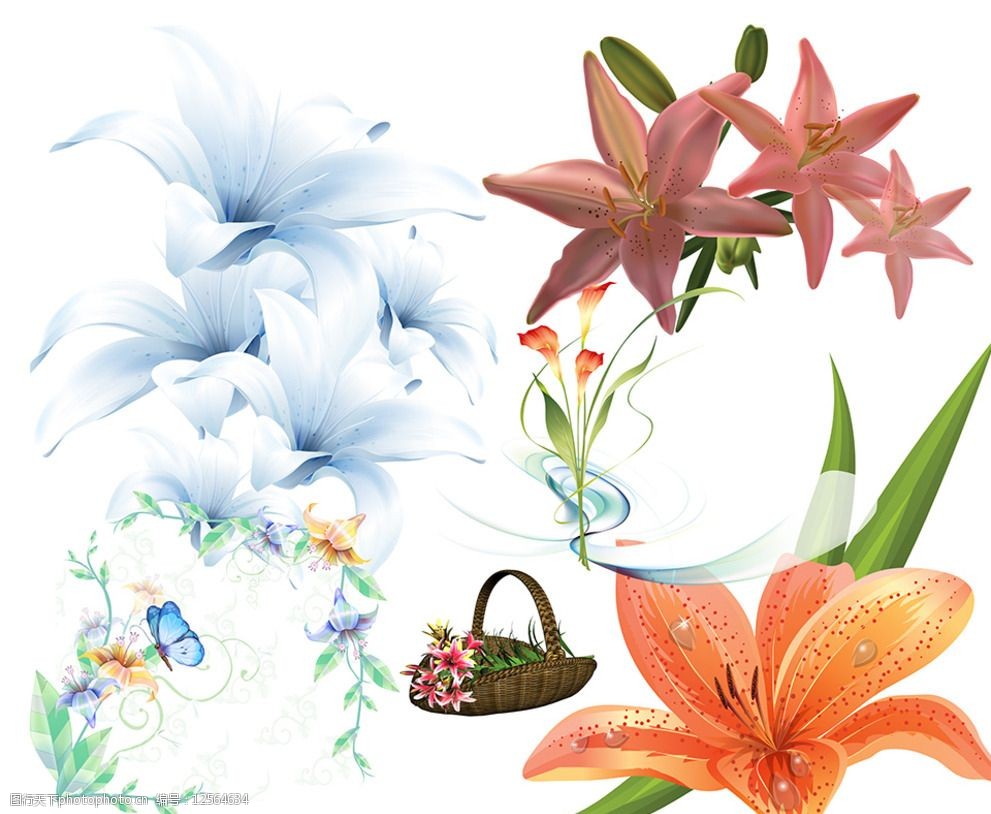 百合花素材图片