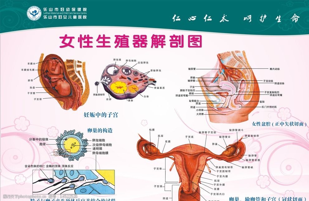 女性生殖器剖面图图片图片-图行天下素材网