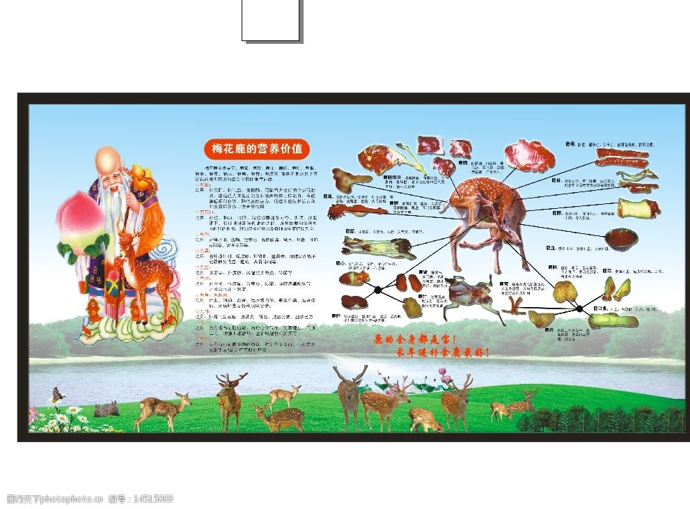 梅花鹿的营养价值图片