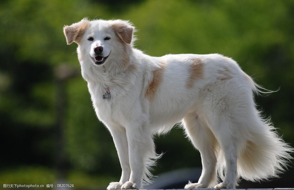 设计图库 生物世界 家禽家畜   上传: 2014-10-18 大小: 865.