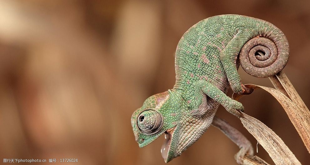 变色龙 蜥蜴 冷血动物 动物 爬行 高清写真 野生动物 生物世界 摄影