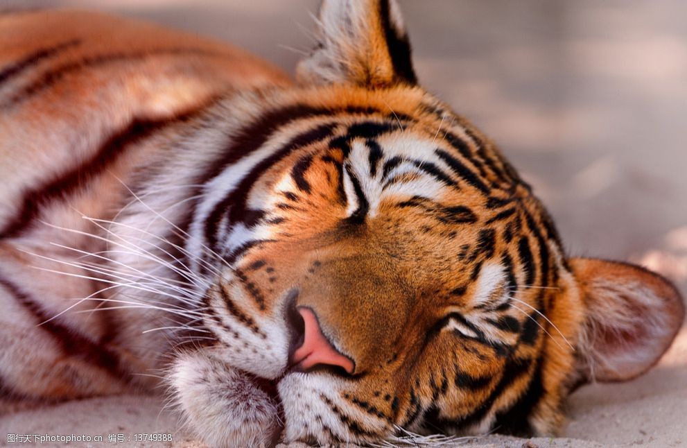 高清动物图片图片-图行天下图库