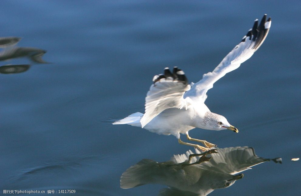 飞翔的海鸥图片