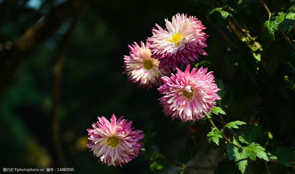 小粉菊花圖片