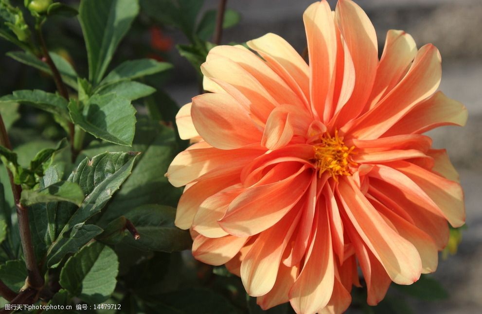 关键词:花卉摄影 黄色 植物 花朵 大花朵 野菊花 摄影 生物世界 花草