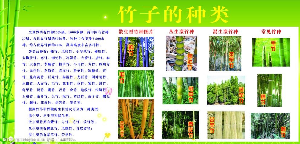 竹子的种类 名字图片