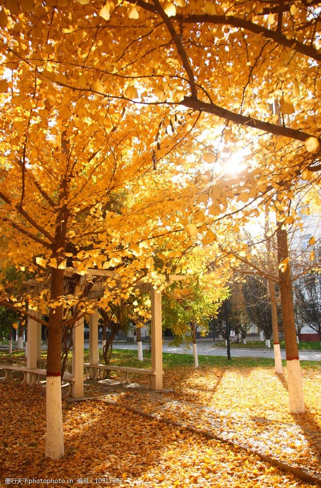 关键词:金色银杏林 河北省 涿州市 财贸学院 银杏林