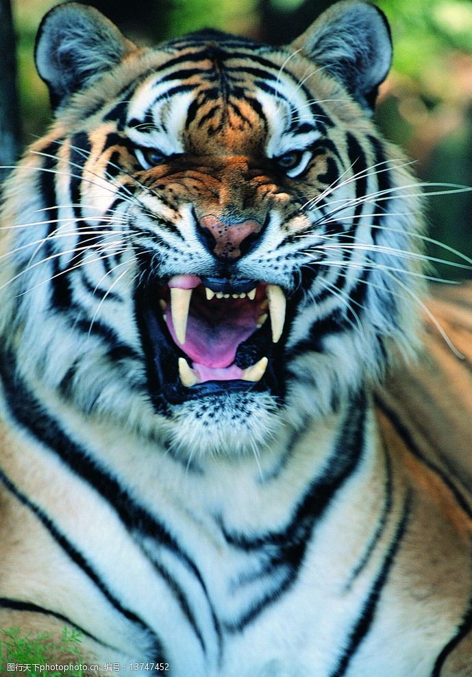 秦皇岛野生动物园老虎图片