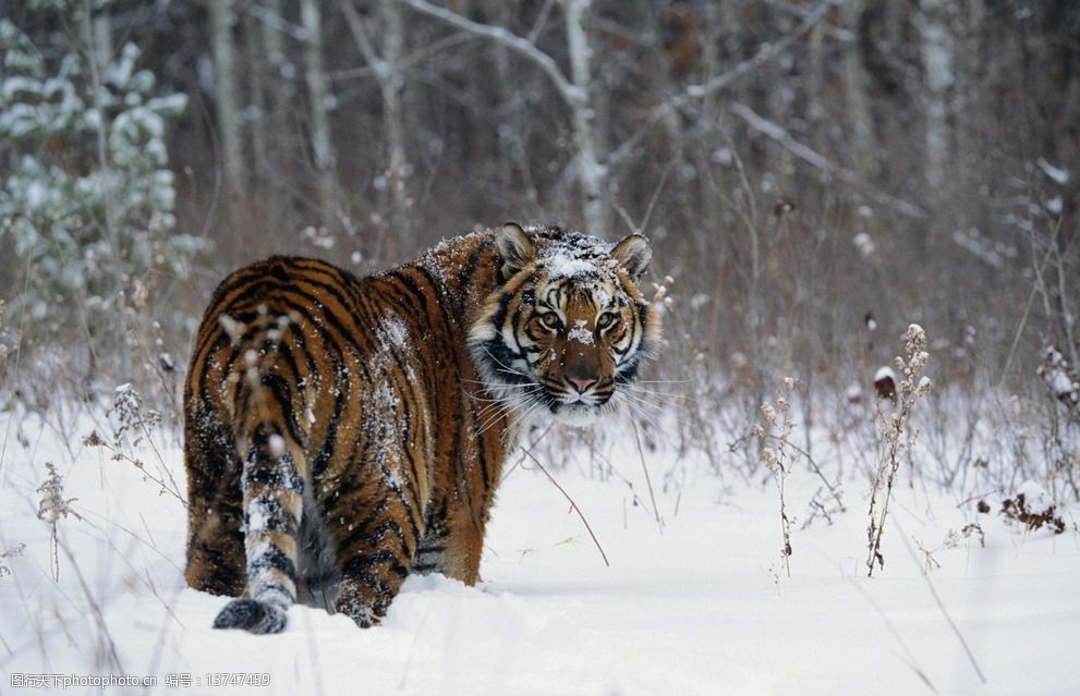 秦皇岛野生动物园老虎图片