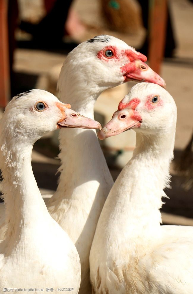 關鍵詞:疣鼻鴨 三隻鴨 愛心 一家三口 依偎 攝影 生物世界 家禽家畜