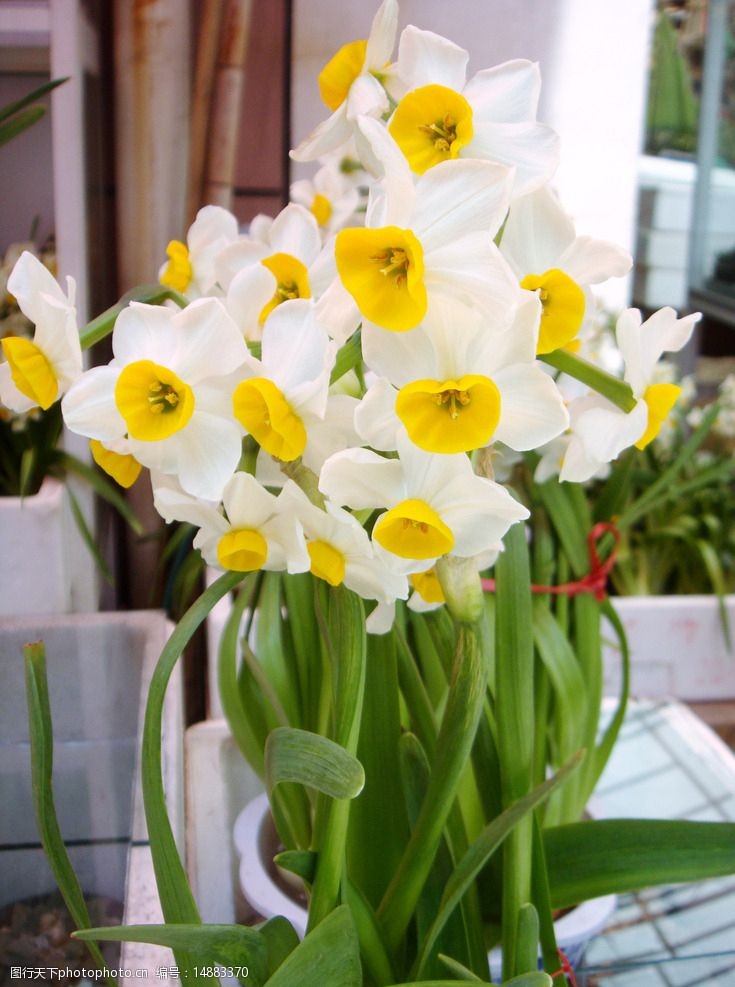 白色水仙花图片