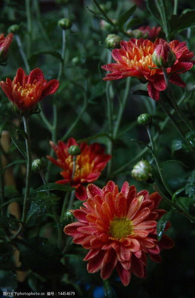 关键词:北京夏菊 菊花 自然 植物 花卉 生态 摄影 生物世界 花草 300