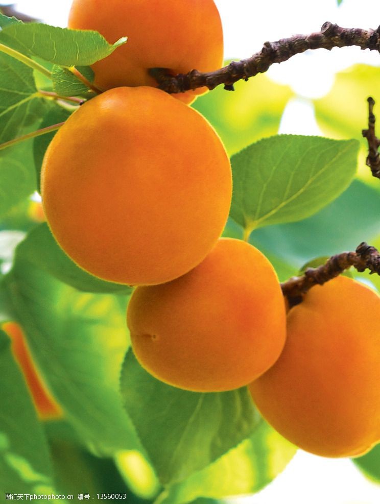 树上的橙色的杏仁果图片