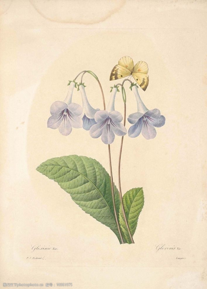 花类图鉴植物手绘图片