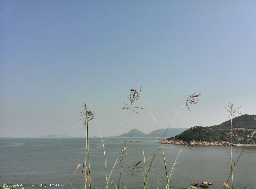 海边芦苇图片