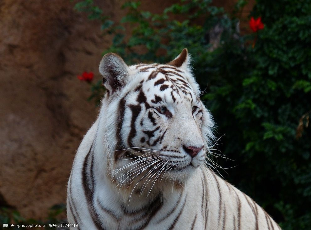 秦皇島野生動物園白虎圖片圖片-圖行天下圖庫