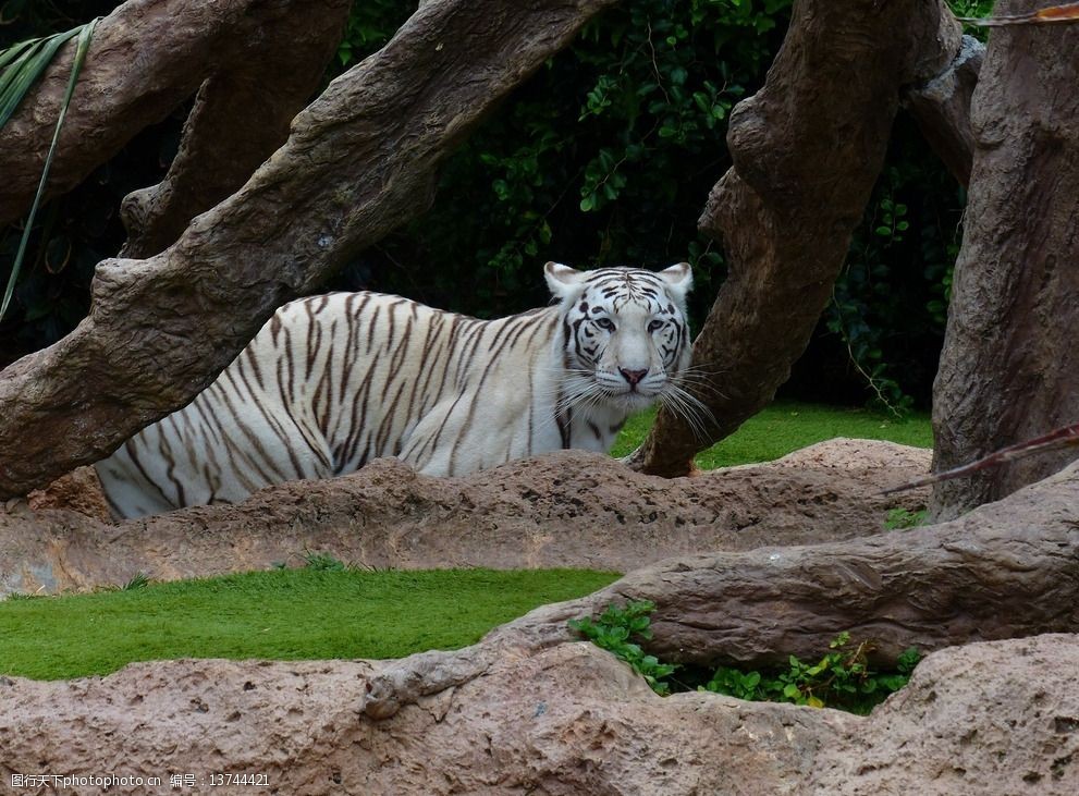 秦皇岛野生动物园白虎图片