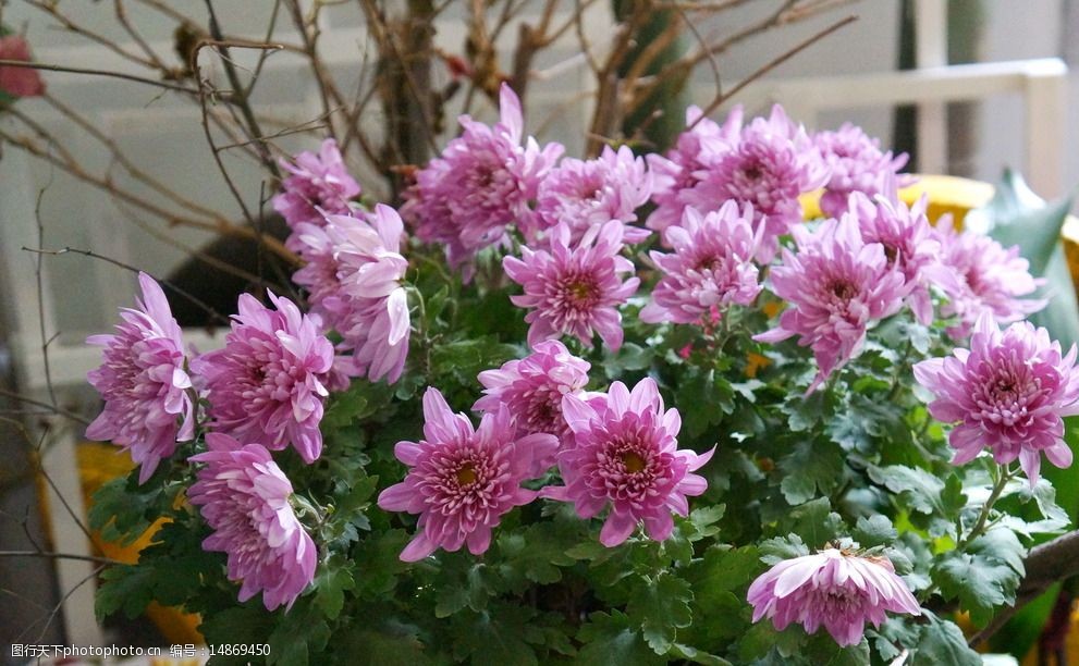 关键词:荷兰菊 菊花展 花丛 菊科类 玫红 绽放 捧花 摄影 生物世界