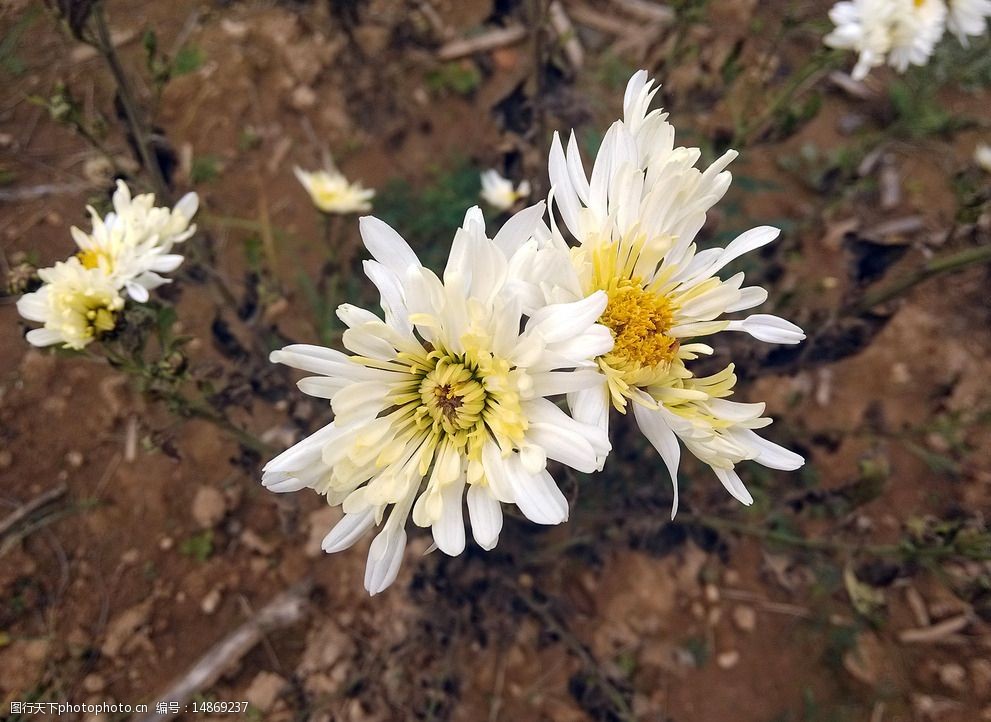 菊花花蕾白色图片
