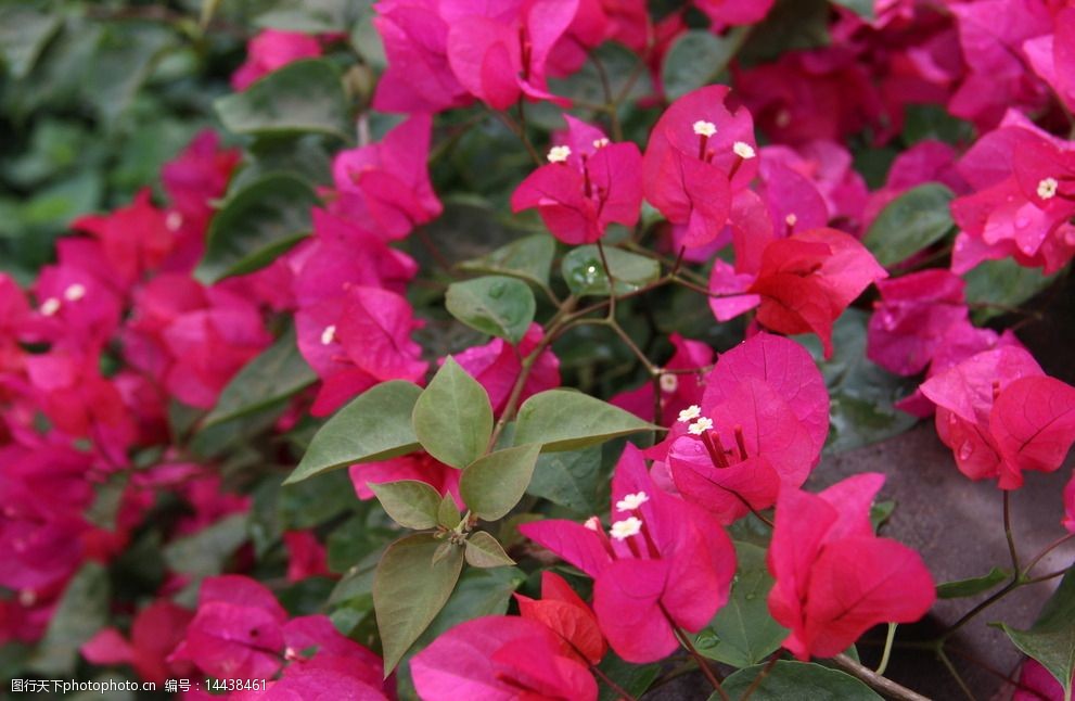 勒杜鹃花怒放图片