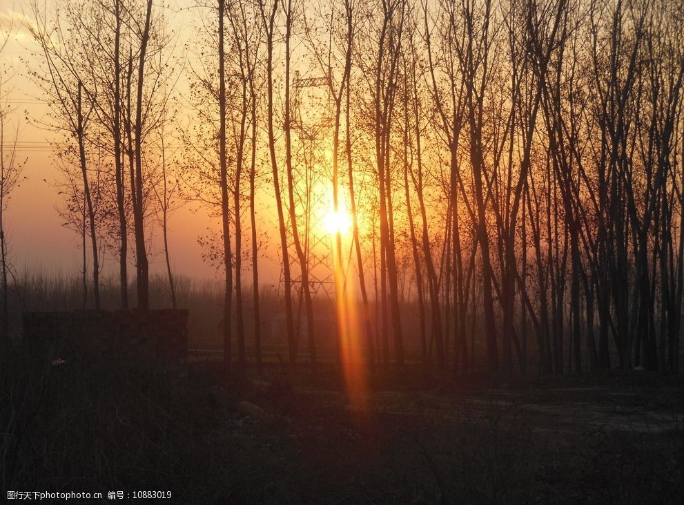 关键词:林中夕阳 夕阳 冬天 树木 天空 晚霞 树林 自然风景 风景图