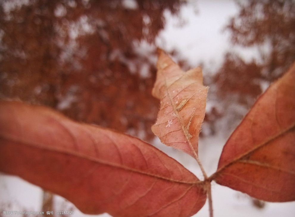 冬日里的红叶图片