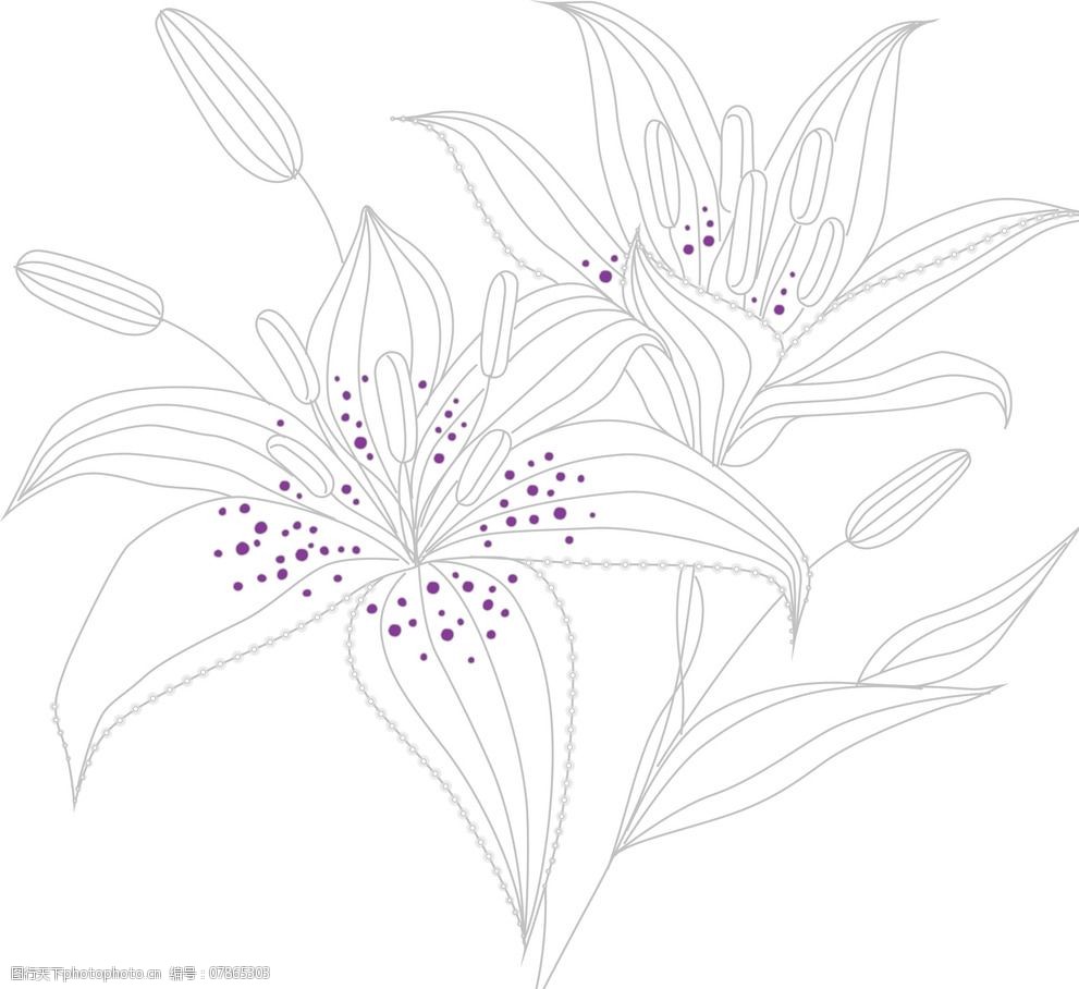 矢量百合花图片